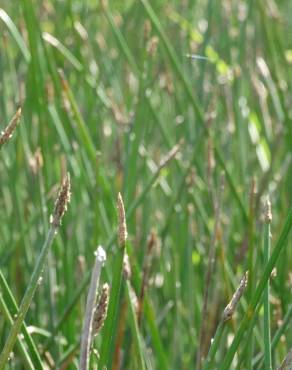 Fotografia 7 da espécie Eleocharis palustris subesp. palustris no Jardim Botânico UTAD