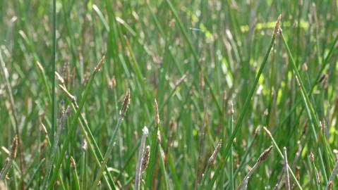 Fotografia da espécie Eleocharis palustris subesp. palustris