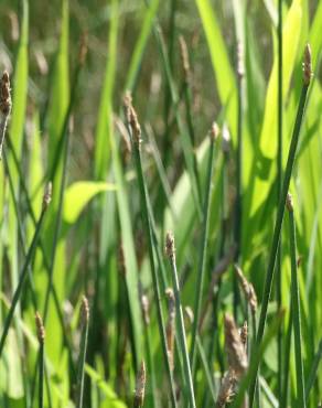 Fotografia 9 da espécie Eleocharis palustris subesp. palustris no Jardim Botânico UTAD