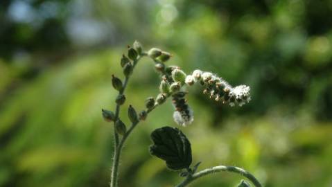 Fotografia da espécie Heliotropium supinum