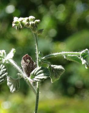 Fotografia 3 da espécie Heliotropium supinum no Jardim Botânico UTAD