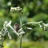 Fotografia 3 da espécie Heliotropium supinum do Jardim Botânico UTAD