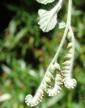 Fotografia 4 da espécie Heliotropium supinum no Jardim Botânico UTAD