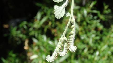 Fotografia da espécie Heliotropium supinum