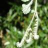 Fotografia 4 da espécie Heliotropium supinum do Jardim Botânico UTAD