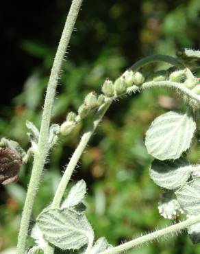 Fotografia 5 da espécie Heliotropium supinum no Jardim Botânico UTAD