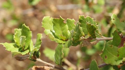 Fotografia da espécie Quercus coccifera