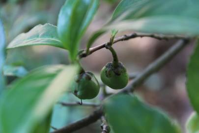 Fotografia da espécie Camellia sinensis