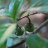 Fotografia 16 da espécie Camellia sinensis do Jardim Botânico UTAD