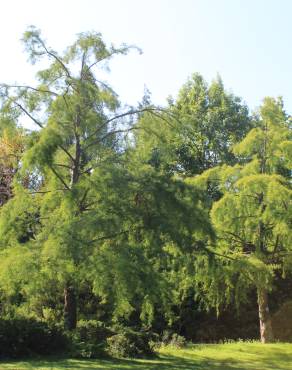 Fotografia 18 da espécie Taxodium distichum no Jardim Botânico UTAD