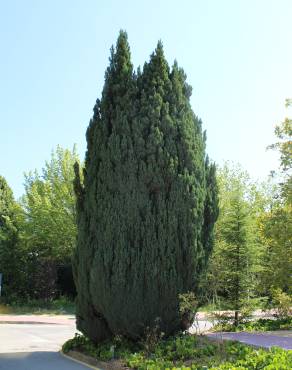 Fotografia 13 da espécie Juniperus thurifera no Jardim Botânico UTAD