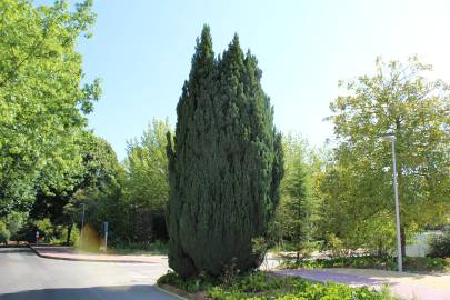 Fotografia da espécie Juniperus thurifera