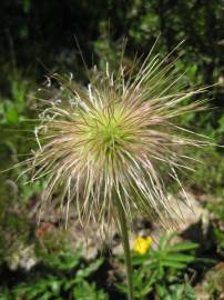 Fotografia da espécie  Anemone alpina subesp. apiifolia