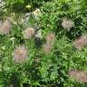 Fotografia 5 da espécie  Anemone alpina subesp. apiifolia do Jardim Botânico UTAD