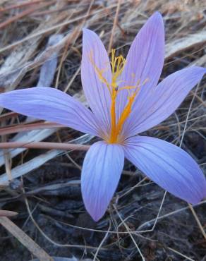 Fotografia 32 da espécie Crocus serotinus subesp. serotinus no Jardim Botânico UTAD