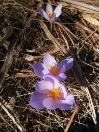 Fotografia da espécie Crocus serotinus subesp. serotinus