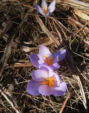 Fotografia 33 da espécie Crocus serotinus subesp. serotinus no Jardim Botânico UTAD