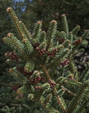 Fotografia 9 da espécie Abies pinsapo no Jardim Botânico UTAD