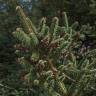Fotografia 9 da espécie Abies pinsapo do Jardim Botânico UTAD
