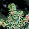 Fotografia 11 da espécie Abies pinsapo do Jardim Botânico UTAD