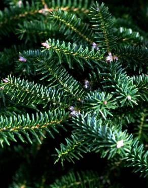 Fotografia 12 da espécie Abies pinsapo no Jardim Botânico UTAD