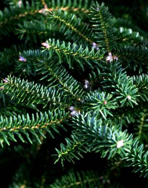 Fotografia 12 da espécie Abies pinsapo no Jardim Botânico UTAD