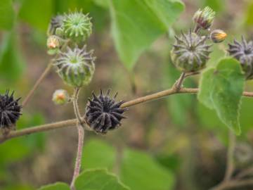 Fotografia da espécie Abutilon theophrasti