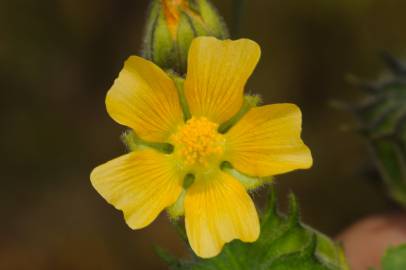 Fotografia da espécie Abutilon theophrasti