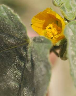 Fotografia 17 da espécie Abutilon theophrasti no Jardim Botânico UTAD