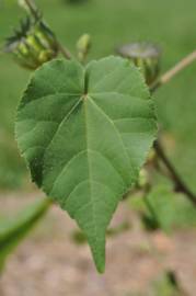 Fotografia da espécie Abutilon theophrasti