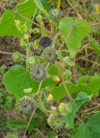 Fotografia da espécie Abutilon theophrasti