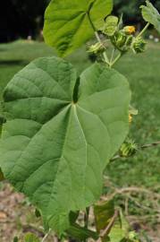 Fotografia da espécie Abutilon theophrasti