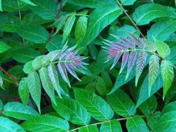 Fotografia da espécie Ailanthus altissima