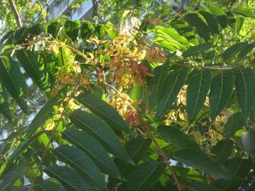 Fotografia da espécie Ailanthus altissima