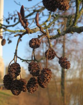 Fotografia 35 da espécie Alnus glutinosa no Jardim Botânico UTAD