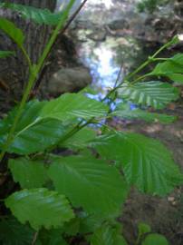Fotografia da espécie Alnus glutinosa