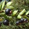 Fotografia 6 da espécie Luma chequen do Jardim Botânico UTAD