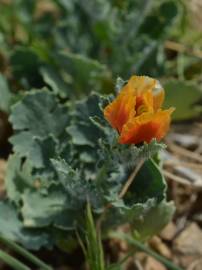 Fotografia da espécie Glaucium corniculatum