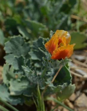 Fotografia 12 da espécie Glaucium corniculatum no Jardim Botânico UTAD