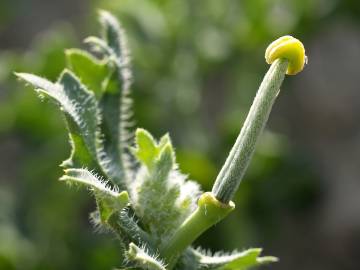 Fotografia da espécie Glaucium corniculatum