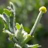 Fotografia 14 da espécie Glaucium corniculatum do Jardim Botânico UTAD
