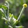 Fotografia 14 da espécie Glaucium corniculatum do Jardim Botânico UTAD