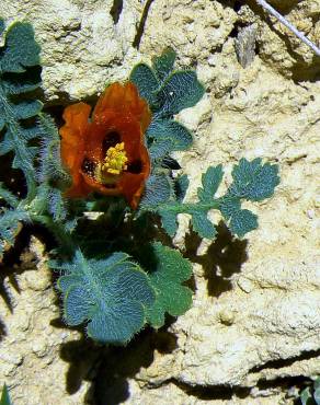 Fotografia 15 da espécie Glaucium corniculatum no Jardim Botânico UTAD