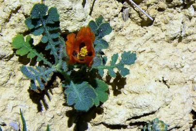 Fotografia da espécie Glaucium corniculatum