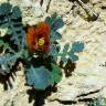 Fotografia 15 da espécie Glaucium corniculatum do Jardim Botânico UTAD