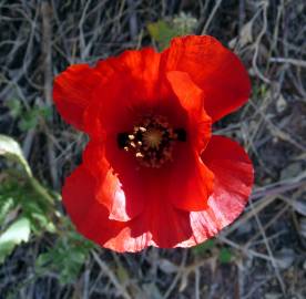 Fotografia da espécie Glaucium corniculatum