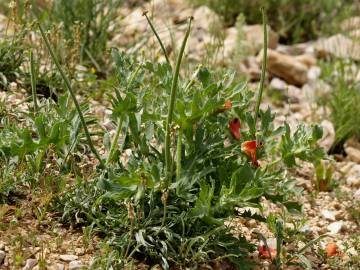 Fotografia da espécie Glaucium corniculatum