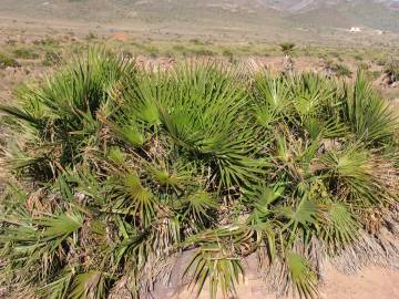 Fotografia da espécie Chamaerops humilis
