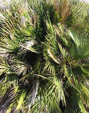 Fotografia 16 da espécie Chamaerops humilis no Jardim Botânico UTAD