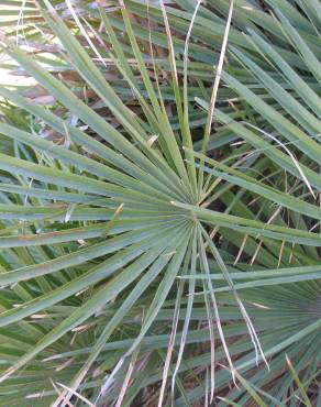 Fotografia 17 da espécie Chamaerops humilis no Jardim Botânico UTAD